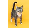 Adopt Shaun Paw a Domestic Short Hair