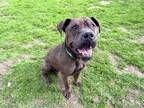 Adopt BEANS a Shar-Pei, Cane Corso