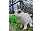 Adopt ROMEO a Bunny Rabbit