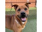 Adopt Jester a Pit Bull Terrier, Shepherd