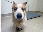 Adopt Toby a Australian Cattle Dog / Blue Heeler