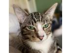 Adopt Dusky a Tabby, Domestic Short Hair