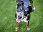 Adopt BLUEY a Australian Cattle Dog / Blue Heeler, Mixed Breed