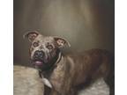 Adopt RALPH a Pit Bull Terrier