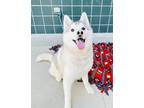 Adopt TWINKLE a Siberian Husky, Mixed Breed