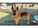 Adopt TRAPPY a German Shepherd Dog