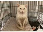 Adopt RUBIX a Siamese, Domestic Short Hair