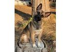 Adopt Adorable Kobe the puggle shepherd mix a Puggle, Shepherd