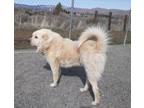 Adopt Goliath a Great Pyrenees