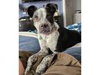 Adopt Bo a Boxer, Australian Cattle Dog / Blue Heeler