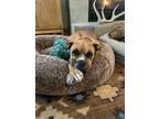 Adopt Brody a Boxer