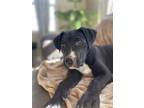 Adopt Waco a Boxer, Pit Bull Terrier