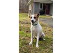 Adopt JETER a Jack Russell Terrier