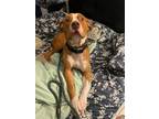 Adopt TEDDY a American Staffordshire Terrier, Mixed Breed