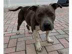 Adopt ROCKY a American Staffordshire Terrier