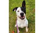 Adopt DOOGIE BOWSER a Mixed Breed