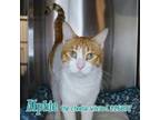 Adopt ALPHIE THE CHEESE WIZARD a Domestic Short Hair