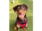 Adopt Ross a Doberman Pinscher, Labrador Retriever