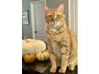 Adopt Tigger the Declawed Boy a Domestic Short Hair