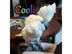 Adopt Cooli a Cockatoo