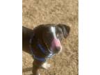 Adopt Randy a Mountain Cur