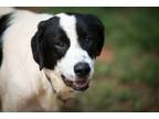 Adopt Ozark a Labrador Retriever, Great Pyrenees