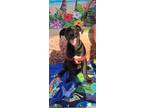 Adopt Stitch a Labrador Retriever