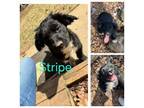 Adopt Stripe a Labrador Retriever