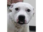 Adopt Junior a Pit Bull Terrier, Hound