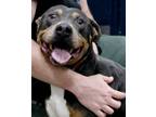 Adopt Toga a Pit Bull Terrier