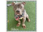 Adopt GIDEON a American Bully, American Staffordshire Terrier