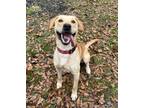 Adopt Pleakley a Yellow Labrador Retriever, Labrador Retriever