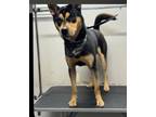 Adopt Diego a German Shepherd Dog, Rottweiler