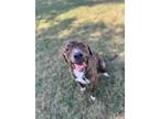 Adopt Outlaw a Pit Bull Terrier