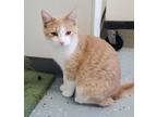 Adopt Rum a Domestic Short Hair