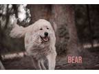 Adopt Bear - needs foster with Lady - Sweet pair a Great Pyrenees