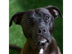 Adopt Guinness a Pit Bull Terrier