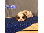 Cavalier King Charles Spaniel Puppy for sale in Columbiana, OH, USA