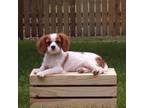 Cavalier King Charles Spaniel Puppy for sale in Columbiana, OH, USA