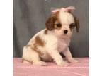 Cavalier King Charles Spaniel Puppy for sale in Columbiana, OH, USA