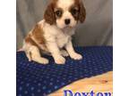 Cavalier King Charles Spaniel Puppy for sale in Columbiana, OH, USA