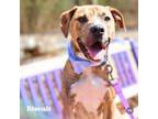 Adopt Biscuit a Mixed Breed