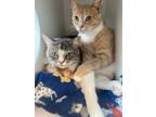 Adopt Cheeto & Pearl a Domestic Short Hair