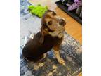 Adopt Jack/foster to adopt a Beagle