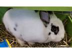 Adopt Stan the Man a Bunny Rabbit