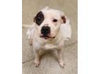 Adopt Rylo a Pit Bull Terrier