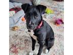 Adopt Sox aka Remy is in Maine! a Mixed Breed