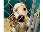 Adopt Peanut Butter a Bluetick Coonhound, Pit Bull Terrier