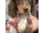 Dachshund Puppy for sale in Mancelona, MI, USA