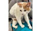 Adopt Gabriel* a Domestic Short Hair